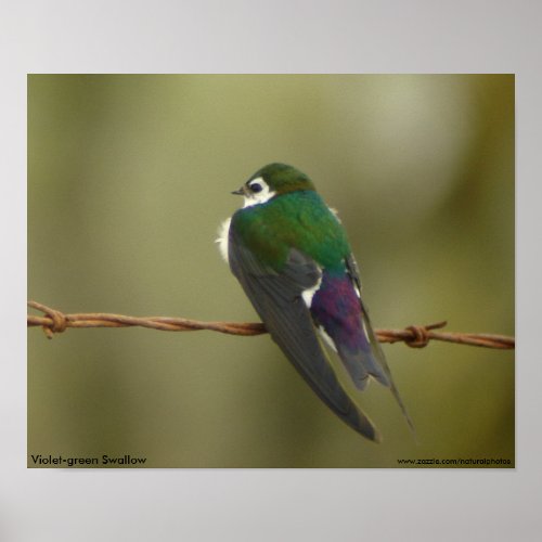 Violet_green Swallow Poster