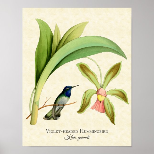 Violet Headed Hummingbird Art Print (Front)