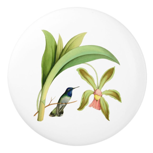 Violet Headed Hummingbird Vintage Illustration Ceramic Knob (Front)