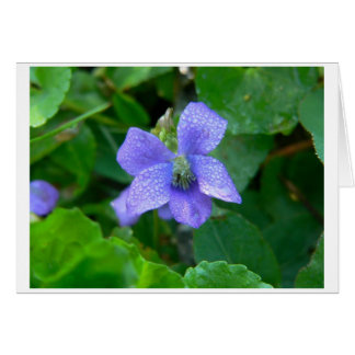 Violet in the Rain Cards