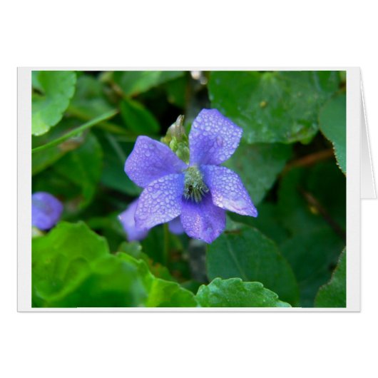Violet in the Rain Cards (Front Horizontal)