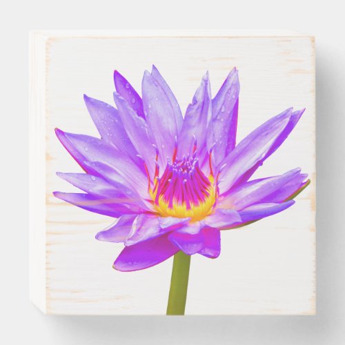 Violet Lavender Water Lily Wood Box Sign Art