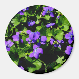 Violet Magnet