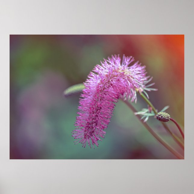 Violet meadow flower poster (Front)