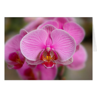 Violet Orchids Cards