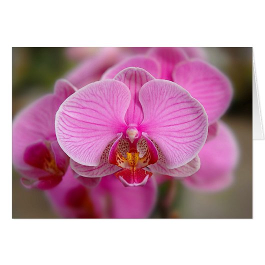 Violet Orchids Cards (Front Horizontal)