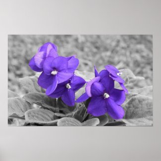 Violet, Poster