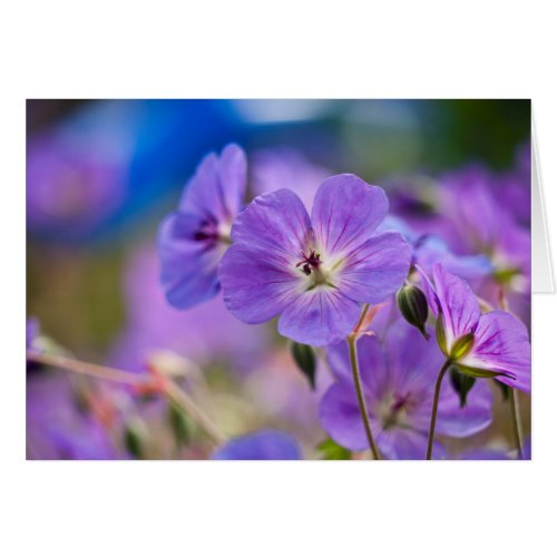 Violet Purple Flower