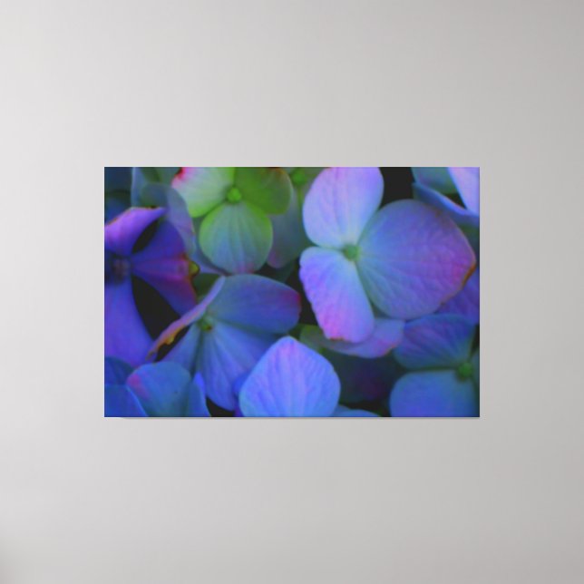 Violet purple pink blue Blue Hydrangeas flowers Canvas Print (Front)