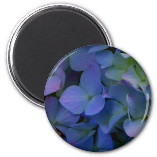 Violet purple pink blue hydrangeas flower floral magnet