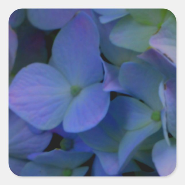 Violet purple pink blue hydrangeas flower floral square sticker (Front)