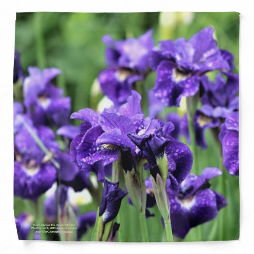 Violet Siberian Iris Ceasars Brother Bandana