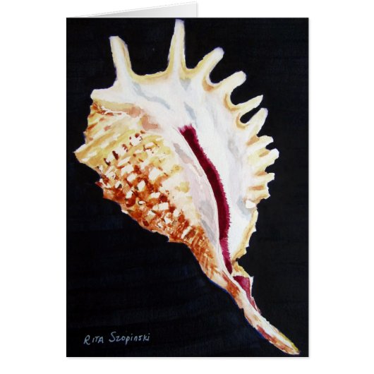 Violet Spider conch (Front)