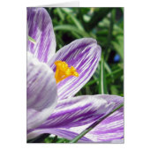 Violet spring crocus (Front)