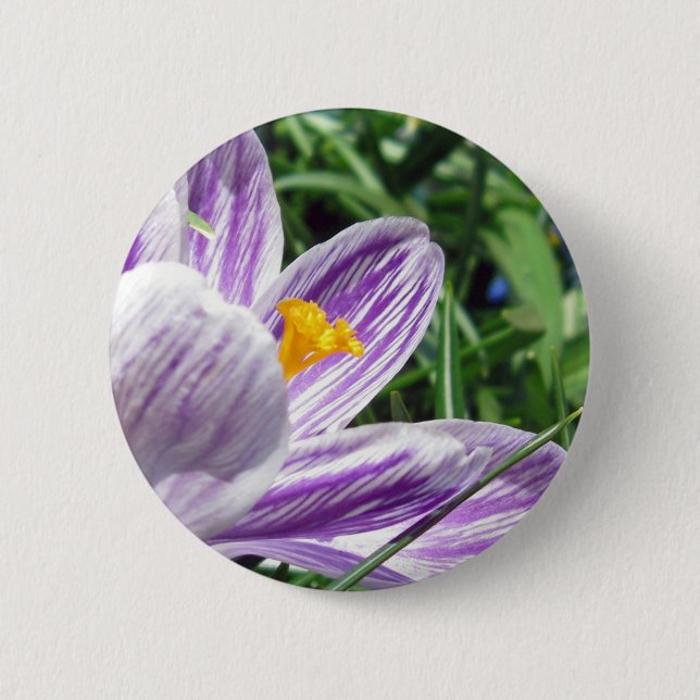 Violet spring crocus button (Front)