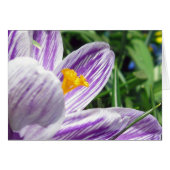 Violet spring crocus cards (Front Horizontal)