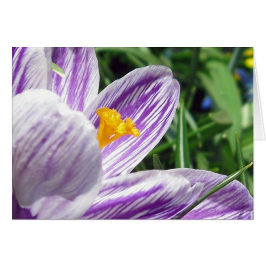 Violet spring crocus cards (Front Horizontal)