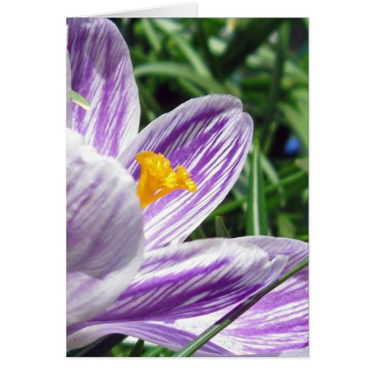 Violet spring crocus cards (Front)