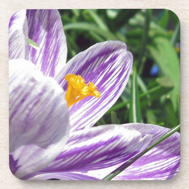 Violet Spring Crocus Drink Coaster (Front)