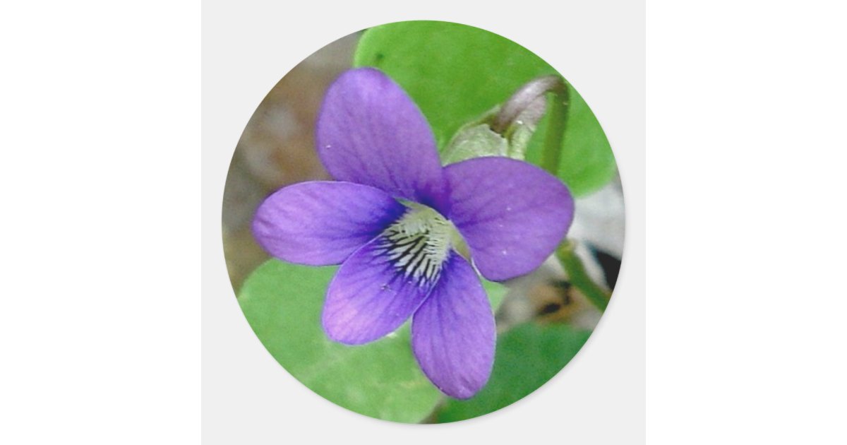 Violet Stickers | Zazzle