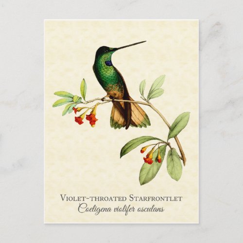 Violet Throated Hummingbird Vintage Art Postcard