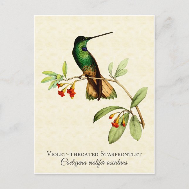 Violet Throated Hummingbird Vintage Art Postcard (Front)