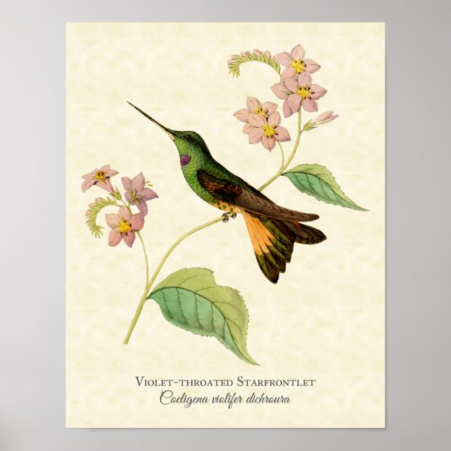 Violet-throated Starfrontlet Hummingbird Art Print (Front)