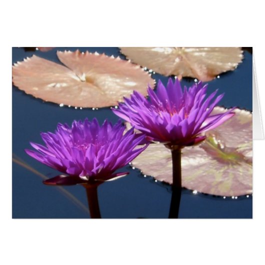Violet Water Lilies Cards (Front Horizontal)