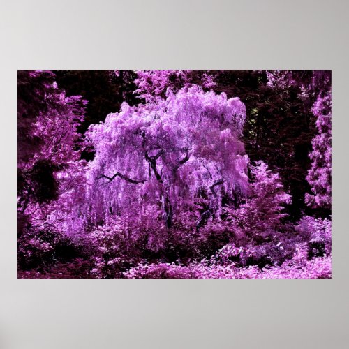 Violet Weeping Willow Poster
