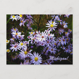 Violet Wild Aster Postcard