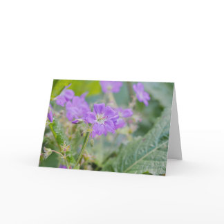 Violet Wildflower Purple Geranium Floral Photo Card