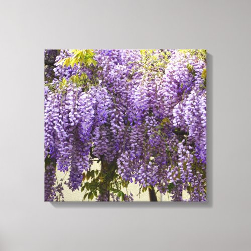 Violet Wisteria Flowers Canvas Print