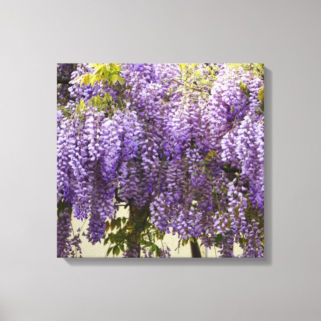 Violet Wisteria Flowers Canvas Print (Front)