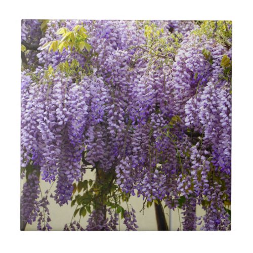 Violet Wisteria Flowers Ceramic Tile