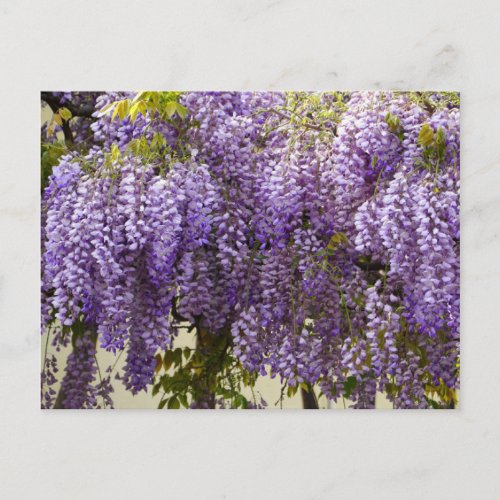 Violet Wisteria Flowers Postcard