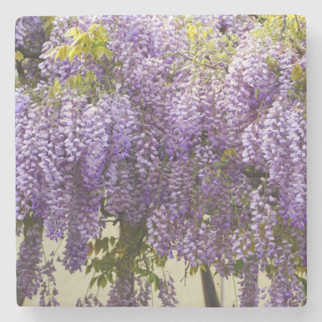 Violet Wisteria Flowers Stone Coaster (Front)