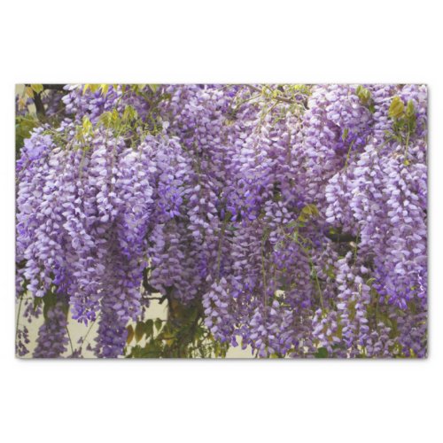 Violet Wisteria Flowers Tissue Paper