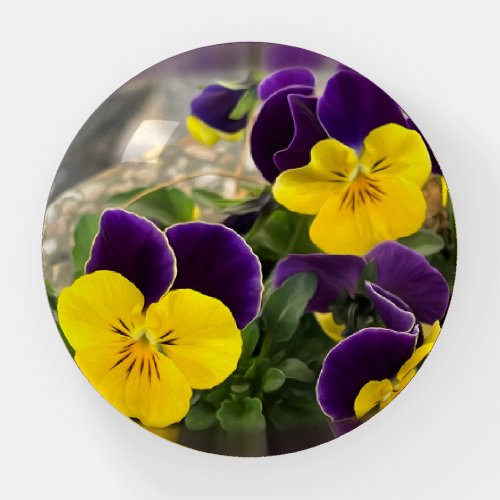 Violet yellow pansies paperweight