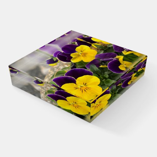 Violet yellow pansies paperweight