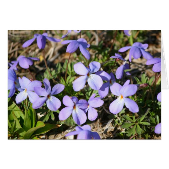 violets card