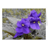 Violets Cards (Front Horizontal)