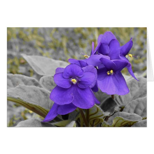 Violets Cards (Front Horizontal)