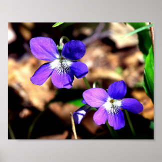 Violets Challenged Poster