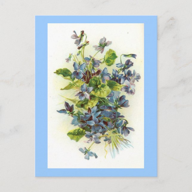 violets postcard (Front)