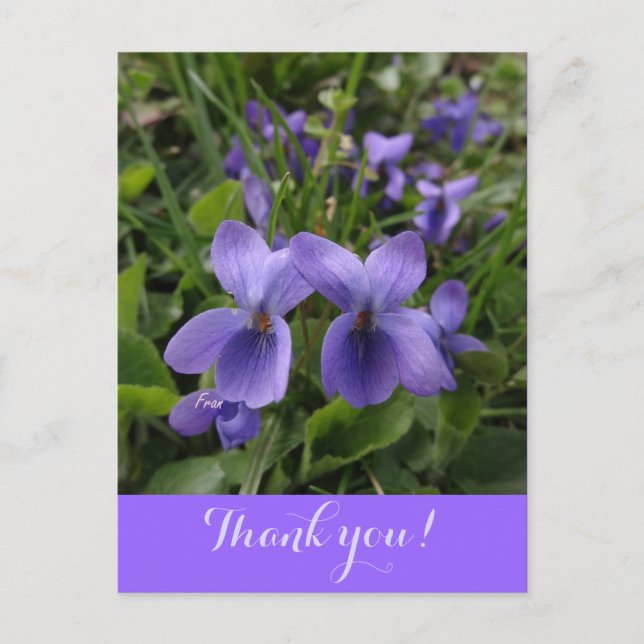 violets postcard (Front)