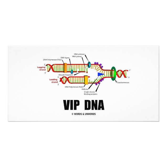 VIP DNA (DNA Replication Humor) Photo Cards