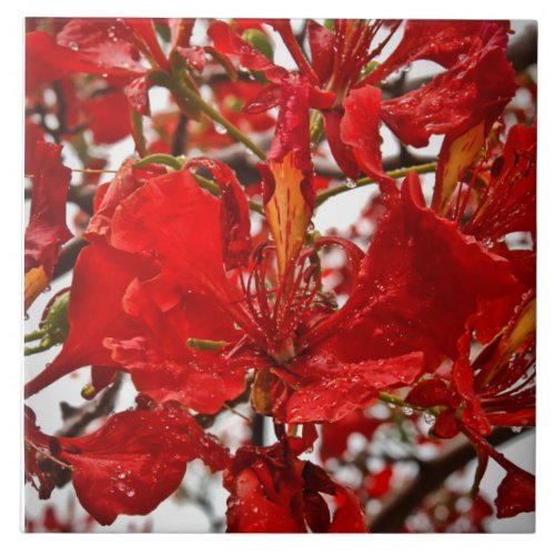 Virgin Islands Tropical Red Flamboyant Flowers  Tile