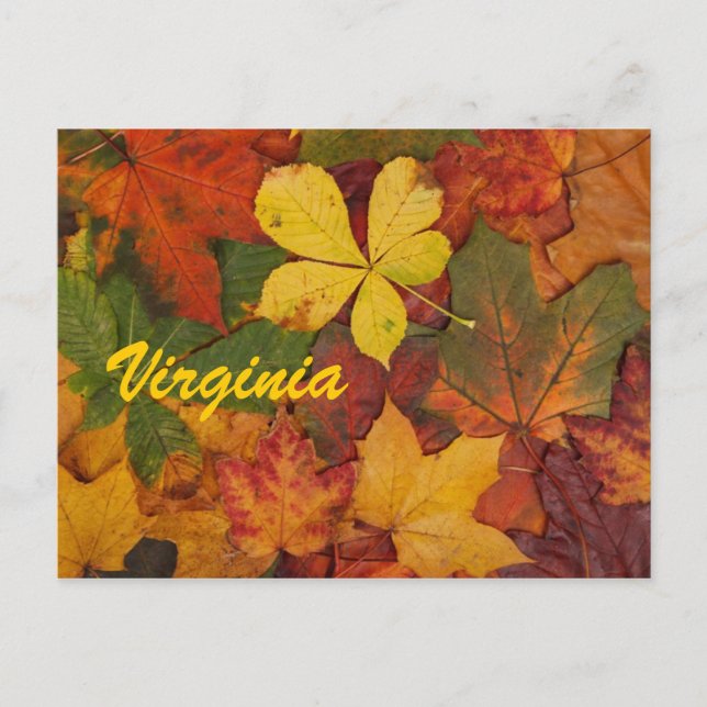 Virginia Autumn Leaves Postcard (Front)