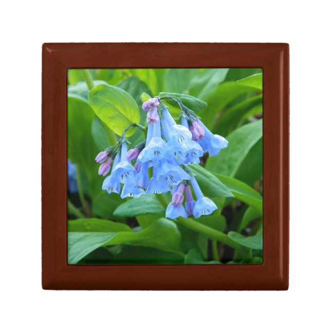 Virginia Bluebell Gift Box (Front)