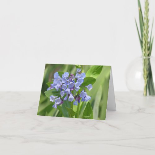 Virginia bluebell Mertensia virginica card